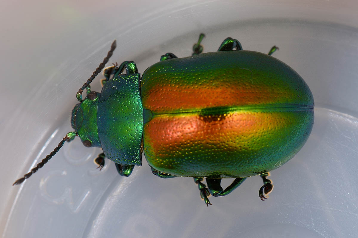 Chrysolina graminis, Chrysomelidae